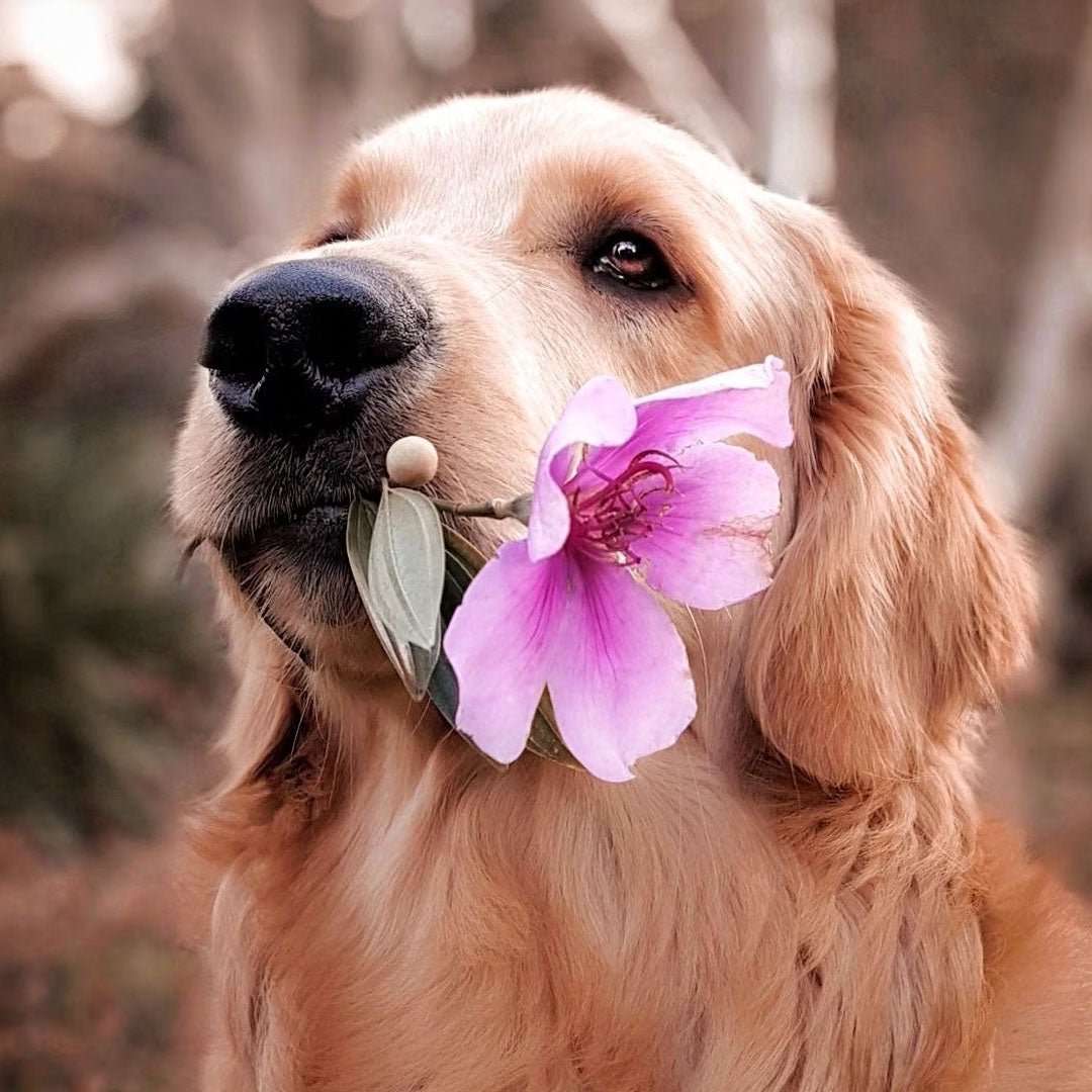 Pet Calming Mist - Organic Lavender - Well LifePet Supplies