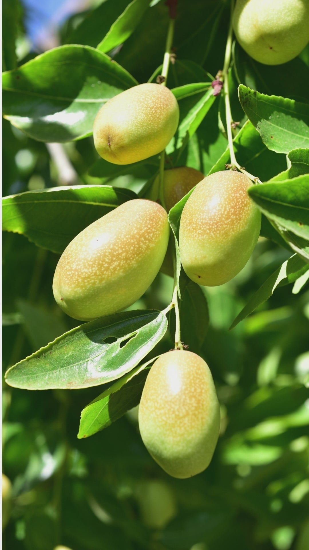 Jojoba beans that make jojoba oil. Well Life conditioning puppy shampoo. Safe for puppies. Bath for puppies. New puppy essentials. new puppy shampoo.