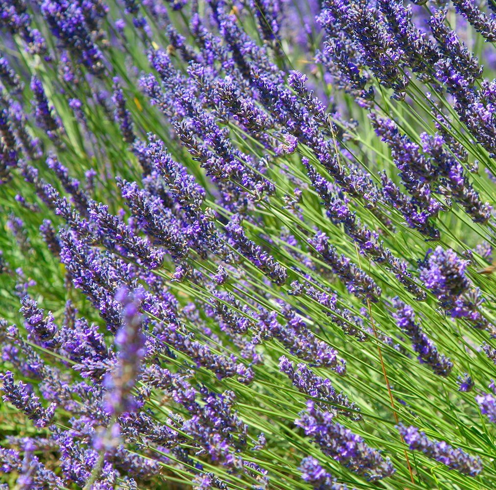Pet Calming Mist - Organic Lavender - Well LifePet Supplies
