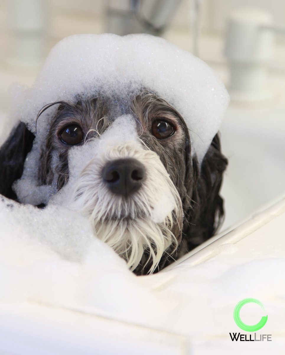 Pet Shampoo and Conditioner Set - Well LifePet Product