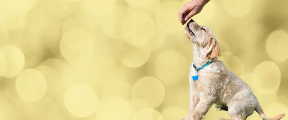 Why Human Grade Dog Treats Are a Game Changer - Well Life