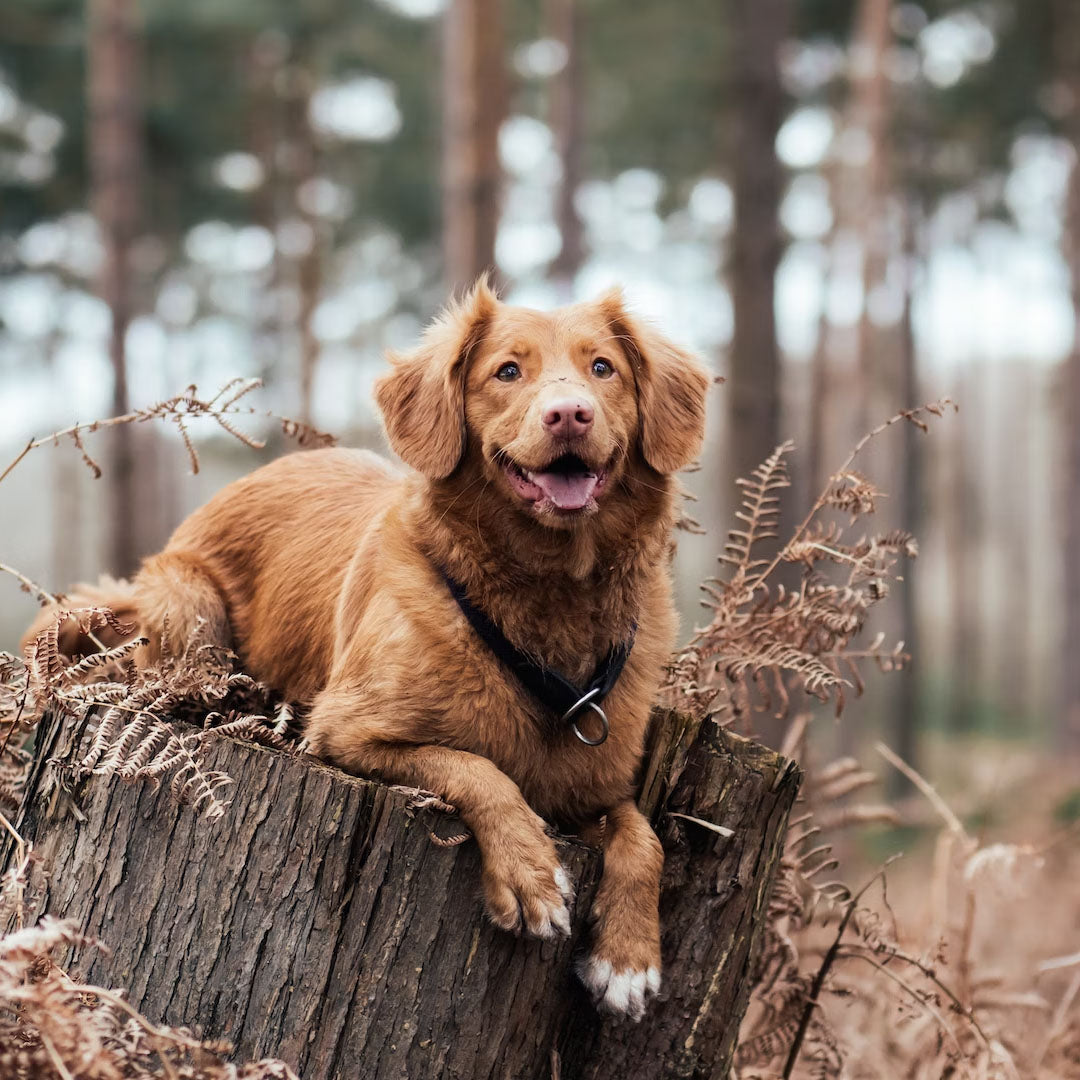 Conditioning Pet Shampoo