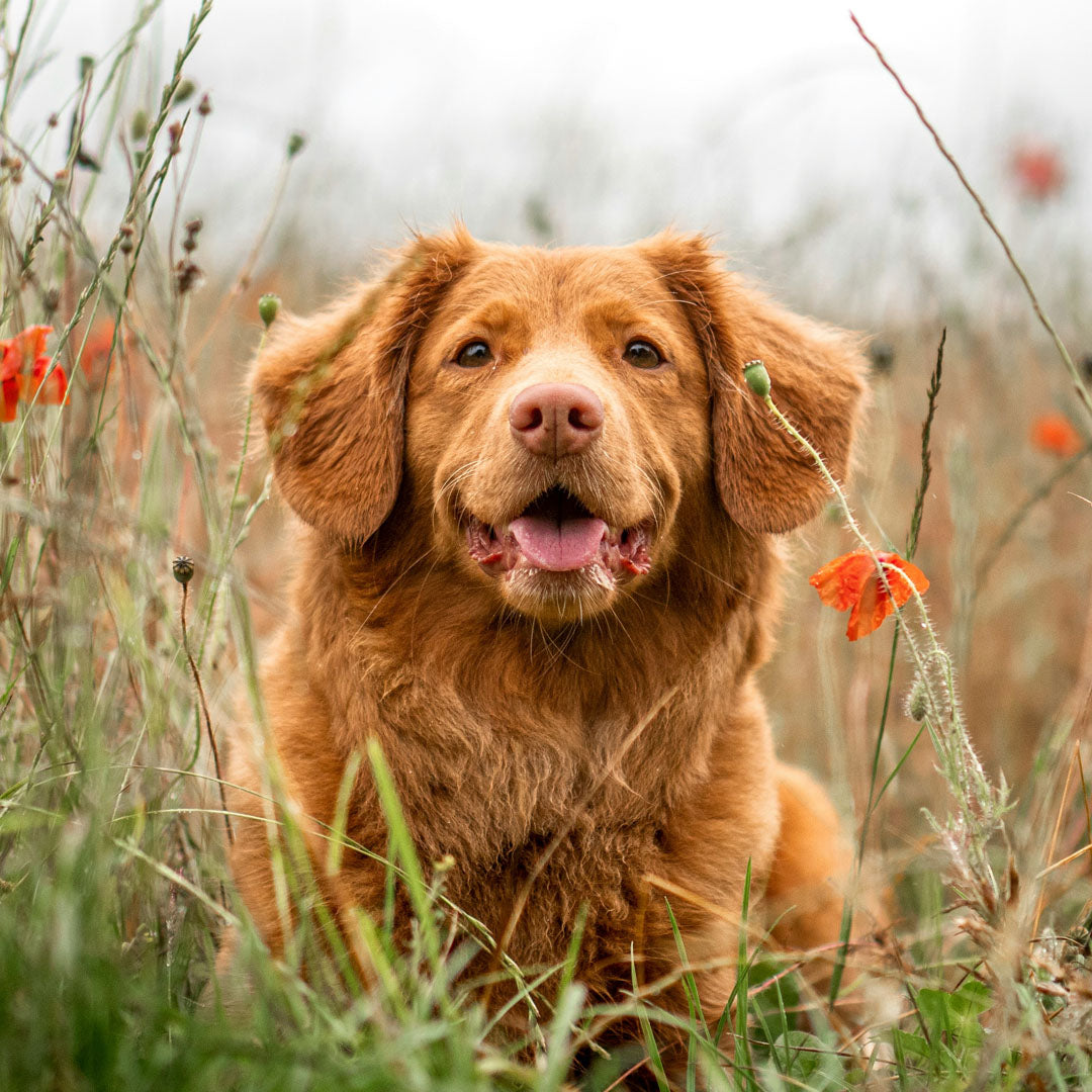 All in One Conditioning Puppy Shampoo