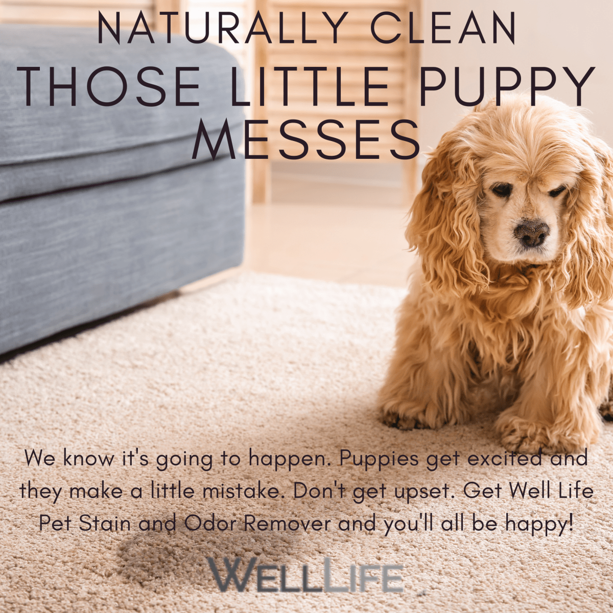 Pet Stain and Odor Eliminator - 16 ounce - Well LifePet Supplies