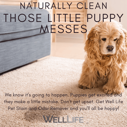 Pet Stain and Odor Eliminator - 16 ounce - Well LifePet Supplies