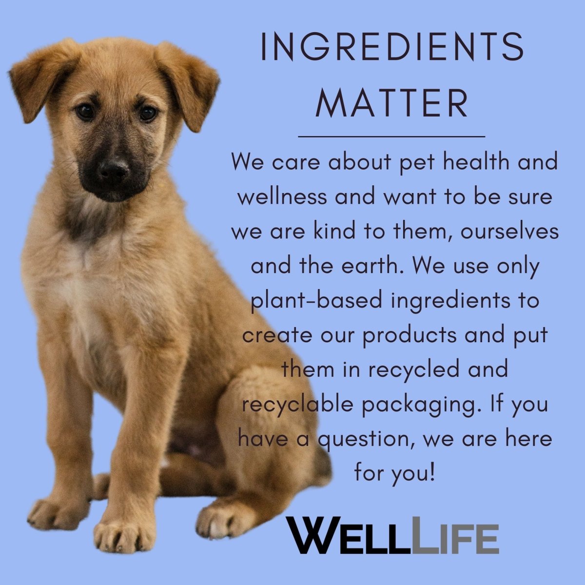Pet Stain and Odor Eliminator - 16 ounce - Well LifePet Supplies