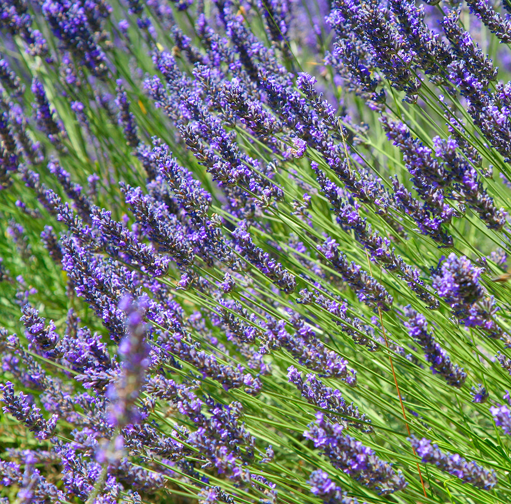 Pet Calming Mist - Organic Lavender