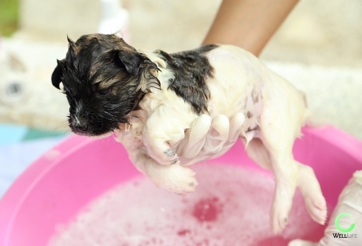 Pet Shampoo and Conditioner Set - Well LifePet Product