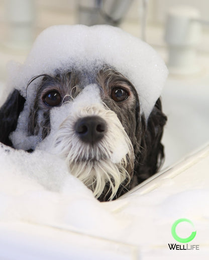 Pet Shampoo and Conditioner Set - Well LifePet Product