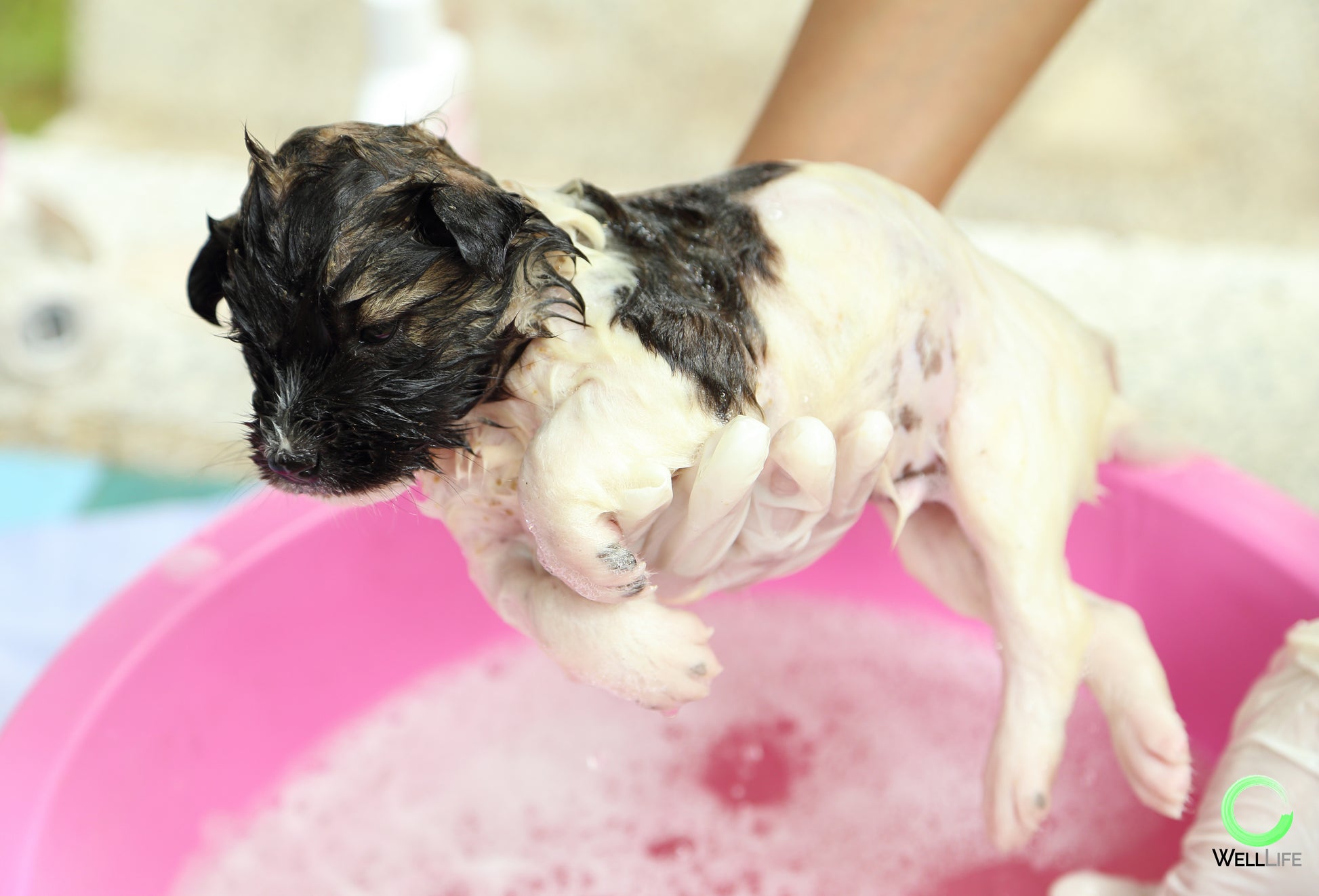 Little baby terrier puppy. Well Life conditioning puppy shampoo. Safe for puppies. Bath for puppies. New puppy essentials. new puppy shampoo.
