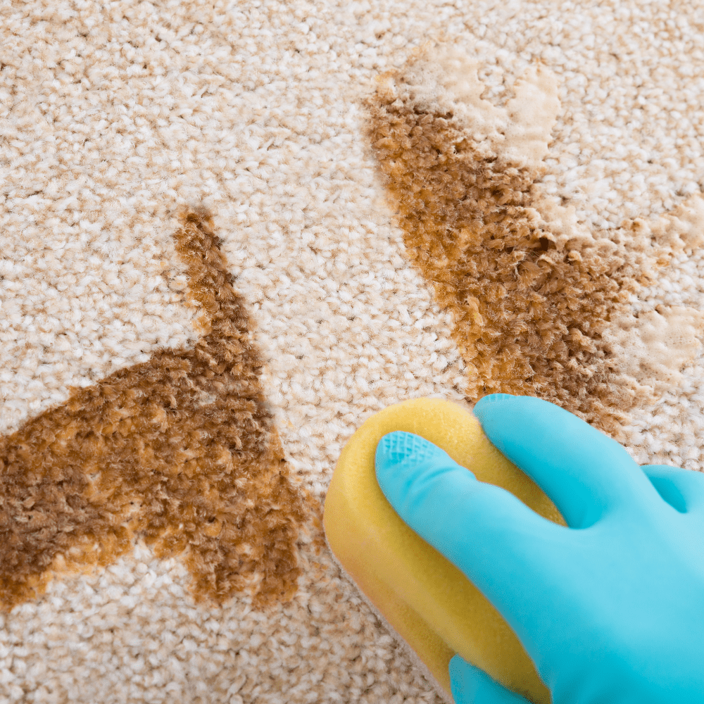 Upholstery and Carpet Cleaner - Well LifeHome Products
