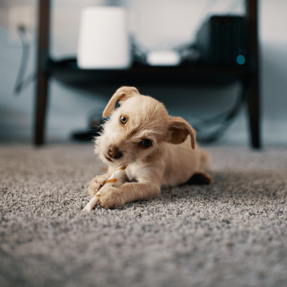 Upholstery and Carpet Cleaner - Well LifeHome Products