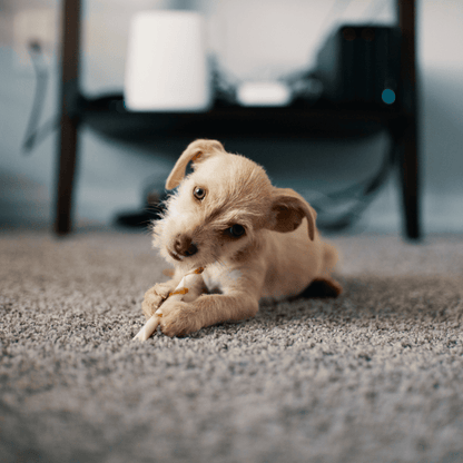 Upholstery and Carpet Cleaner - Well LifeHome Products